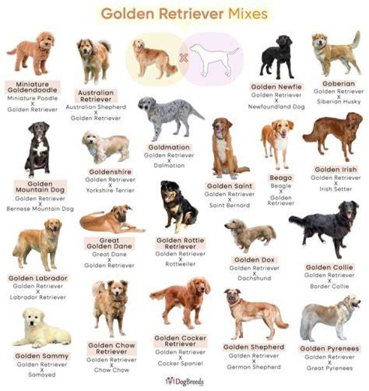 Unlock The Secrets Of The Enchanting Sausage Dog Mix With Golden Retriever